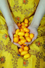 Woman hands holding fresh kumquat citrus fruits on yellow patterned dress