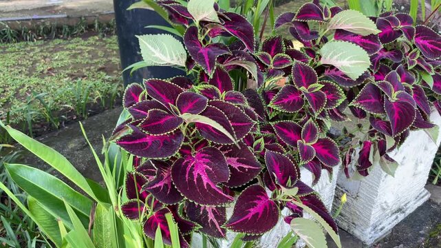 Vibrant Coleus Plant in Decorative Stone Planter