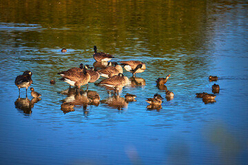 Geese and Ducks Gather in Tranquil Waters at Henderson Bird Viewing Preserve Nevada