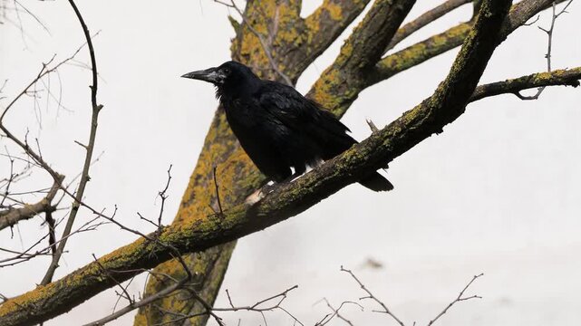Rook (Corvus frugilegus) holding bread with its feet and pecking on tree branch