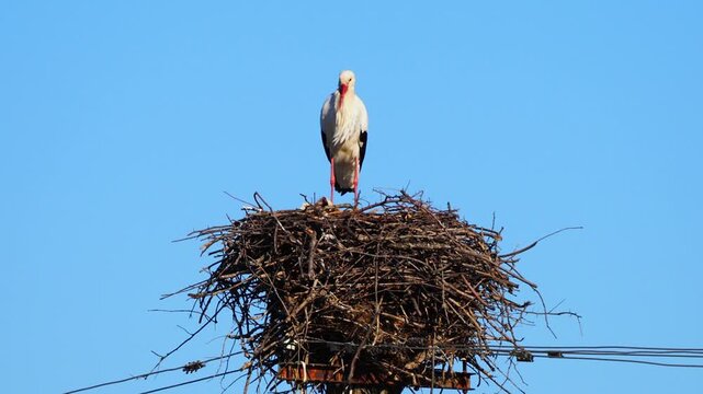 White stork bird at nest in early spring, Ciconia ciconia