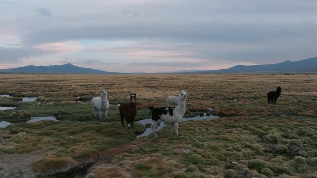 Aerial view of alpacas grazing across the vast high-altitude grasslands of Sajama National Park, surrounded by the dramatic landscapes of the Bolivian Andes.