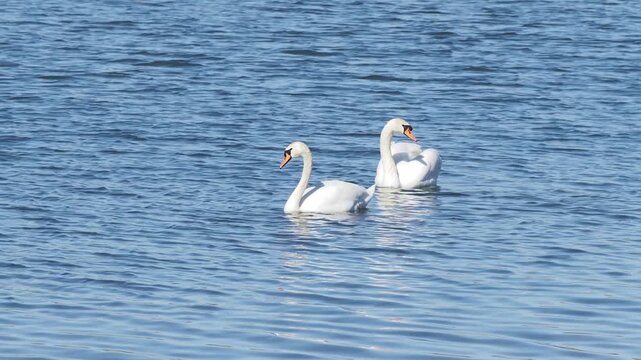 Pair of wild swans feeding with aquatic vegetation on a lake, Cygnus olor