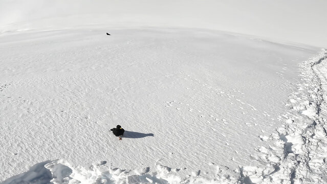 Alpine jackdaw runs on white snow in the mountains. Mera Peak trek. Black bird approaches the camera on snow. Nature of the Himalayas. Alpine jackdaws live in high mountain areas