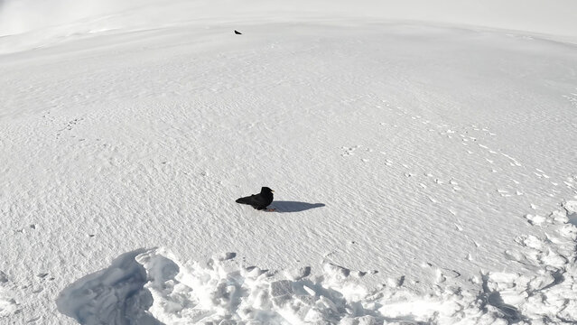 Alpine jackdaw runs on white snow in the mountains. Mera Peak trek. Black bird approaches the camera on snow. Nature of the Himalayas. Alpine jackdaws live in high mountain areas
