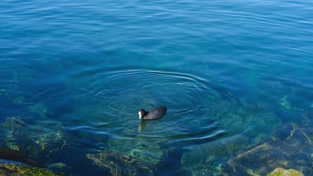 Black coot bird swimming clear blue water lake ripple