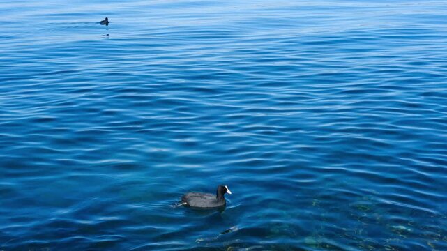 Two black coots swimming blue rippled lake water peaceful nature