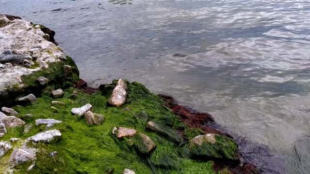 Close-up of a flat concrete slab covered with vibrant green seaweed by the sea. Calm water ripples near the weathered stone surface of the coastal protection.