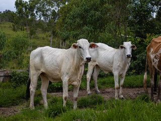 cow and calf