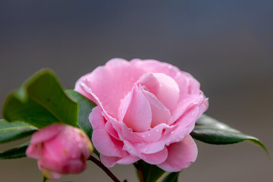 Selective focus of Camellia japonica with green leaves in garden, White pink japanese camellia flowers or the rose of winter, Flowering plant genus in the family Theaceae, Natural floral background.