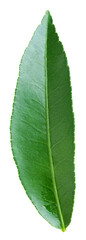 Obraz premium Fresh green leaf of citrus plant isolated on white