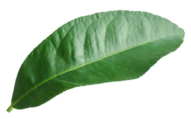 Fresh green leaf of citrus plant isolated on white