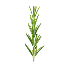 Obraz premium Single Fresh Rosemary Sprig Isolated White Background