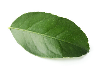 Fototapeta premium Fresh green leaf of citrus plant isolated on white