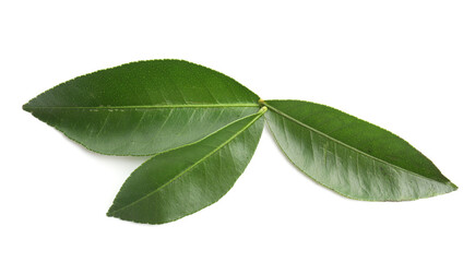 Obraz premium Fresh green leaves of citrus plant isolated on white