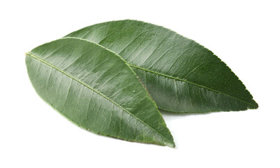 Obraz premium Fresh green leaves of citrus plant isolated on white