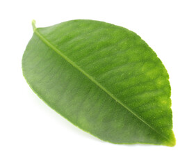 Obraz premium One leaf of citrus plant isolated on white