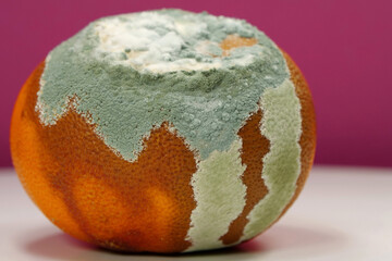 Overripe and rotten mandarin. Rotten tangerine covered with mold