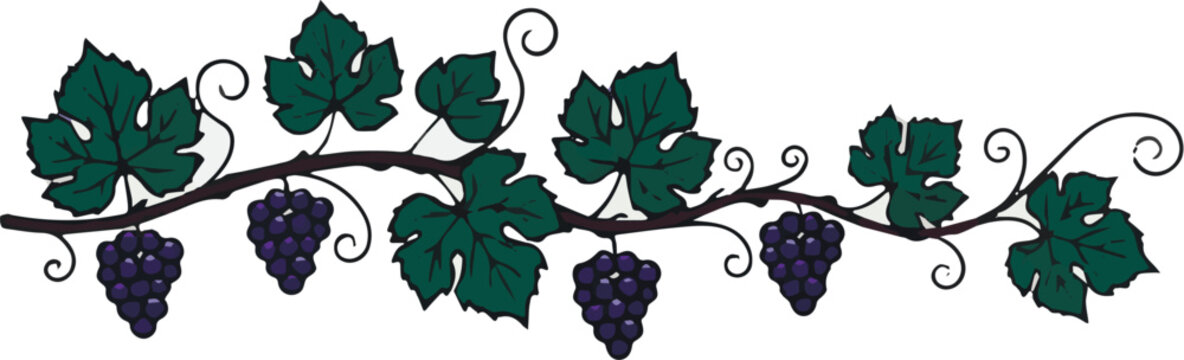 grape vingette.eps