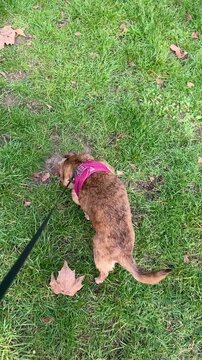 A small dog sniffing around in green grass