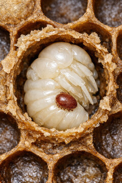 Varroa Mite on Honey Bee Pupa in Open Brood Cell