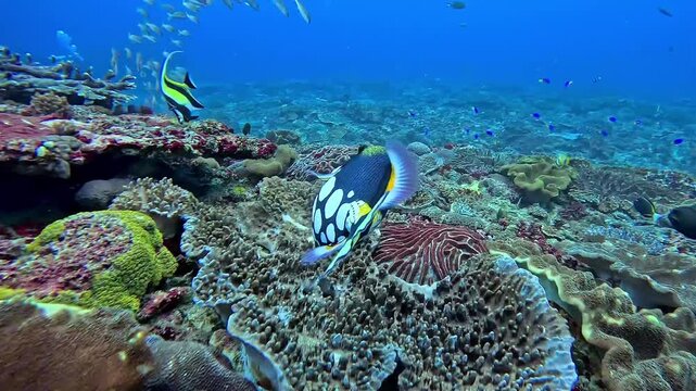 Clown Triggerfish Swimming Over Coral Reef With Schooling Tropical Fish