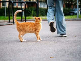 Fototapeta premium Cute and cheeky ginger cat rubbing against blue jeans in a street. Animal trying hard to get food and attention of a human.