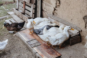 A flock of Pekin ducks feed outdoors in the countryside.