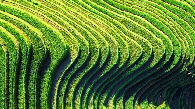 Aerial view of lush green Longji rice terraces with intricate geometric patterns in Guilin, China.