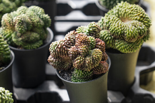 Crested monstrose cactus forms potted collection at nursery market display