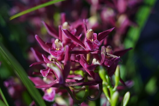 Orchids are in full bloom, colorful and vibrant