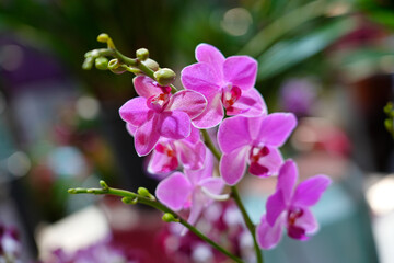 Fototapeta premium Orchids are in full bloom, colorful and vibrant