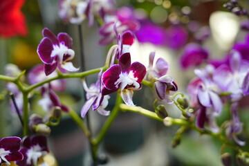 Obraz premium Orchids are in full bloom, colorful and vibrant