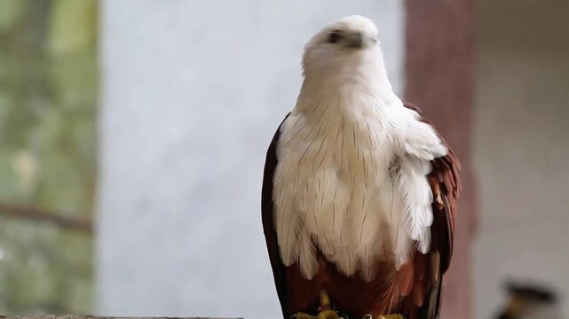 feathers fall off when the owl preening its feather, Brahminy Kite preening time, owl in the afternoon