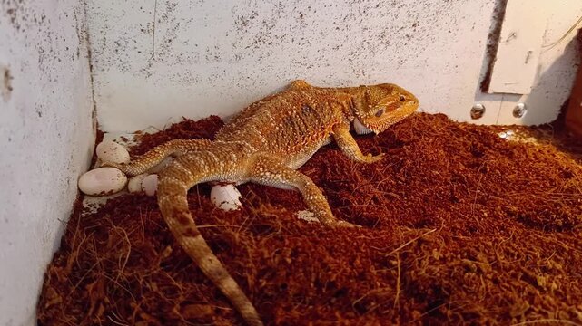 A female bearded dragon is laying eggs in her enclosure. The Pogona vitticeps species is a primitive reptile that lives in Australia's desert wildlife habitat. It can be kept as a pet.