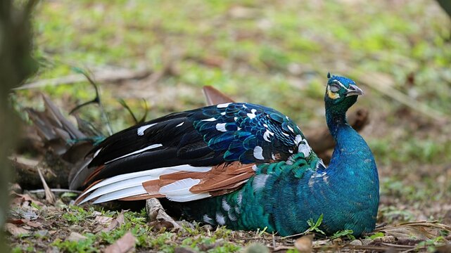 sleepy bird sitting on the grass, big warding bird in the park, rare mix white blue colored peacock in the park