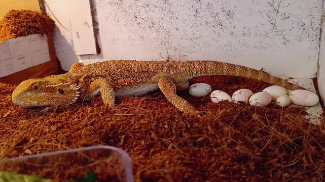 A female bearded dragon is laying eggs in her enclosure. The Pogona vitticeps species is a primitive reptile that lives in Australia's desert wildlife habitat. It can be kept as a pet.