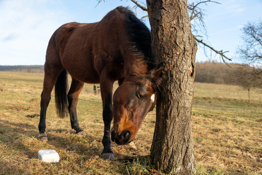Pferd jjuckt sich am Baum