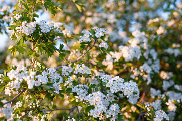 Fototapeta premium Spring garden, white flowers of blooming hawthorn.