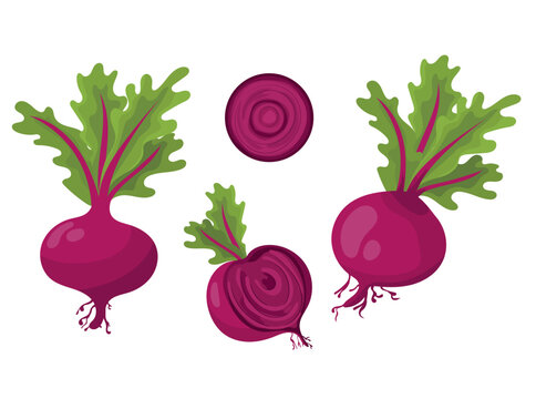 Set of whole and sliced ​​beets, flat vector illustration of organic red beetroot with leaves isolated on white background.