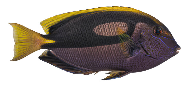 Orangeband surgeonfish (Acanthurus olivaceus), scientifically accurate representation, isolated on transparent background, PNG