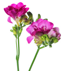 Fototapeta premium Beautiful pink freesia flowers isolated on white