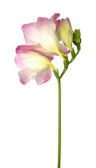 Beautiful pink freesia flowers isolated on white