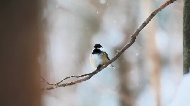 Black-capped Chickadee (Poecile atricapillus) in snow storm