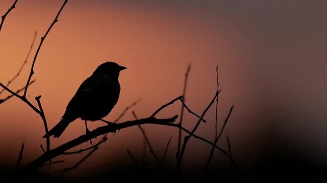 Bird silhouette perched on bare branch at sunrise with subtle movements