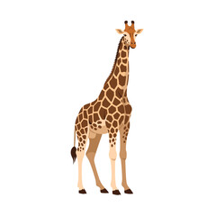Naklejka premium Full-body illustration of a tall, majestic giraffe with its distinctive brown and tan spotted coat, standing gracefully on a white background.