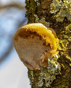Phellinus. Fruiting bodies of fungi found on dying trees. A cork like carbuncle.