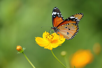 Naklejka premium Vibrant Monarch Butterfly Resting on a Bright Yellow Flower with a Soft Green Backdrop, Showcasing the Beauty of Nature and the Delicate Balance of Ecosystems