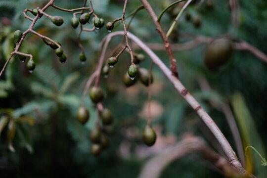 Close-up of fresh green Ambarella or Kedondong fruits hanging on a branch with raindrops on blurred foliage background.