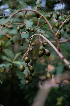 Close-up of fresh green Ambarella or Kedondong fruits hanging on a branch with raindrops on blurred foliage background.